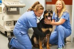 Carolina Pets Animal Hospital