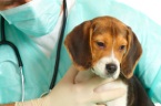 VCA Pacific Petcare Animal Hospital