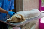 Galveston Veterinary Clinic  
