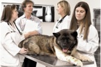 Gwynedd Veterinary Hospital and Emergency Service