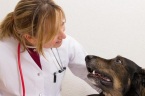 Dodgeville Veterinary Service