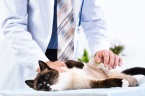 VCA Advanced Veterinary Care Center - Outpatient Cardiology Services Only