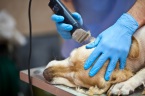VCA San Francisco Veterinary Specialists