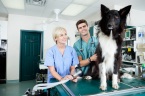 VCA Tender Care Animal Hospital